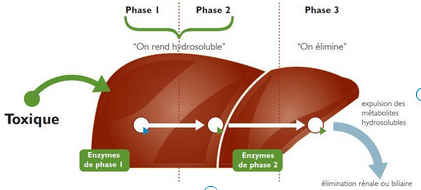 foie détox : processus de détoxification avec labyrinthe-kinésiologie