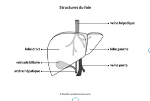 foie détox : structure du fois avec labyrinthe-kinésiologie