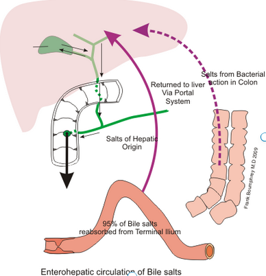 détox foie : circulation entéro-hépatique avec labyrinthe-kinésiologie