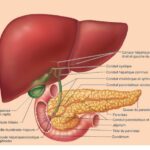 Détox du foie : rôle du foie, détox naturelle et conseils pour soutenir cet organe clé détox foie : image du foie, de la vésicule biliaire et du pacréas avec labyrinthe-kinésiologie.fr