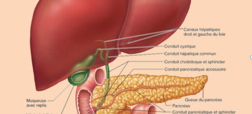 détox foie : image du foie, de la vésicule biliaire et du pacréas avec labyrinthe-kinésiologie.fr