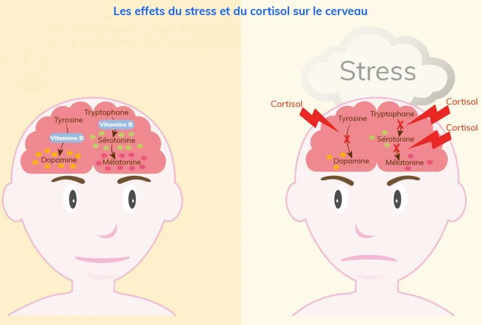 vide de rate symptômes : effet du stress avec labyrinthe-kinesiologie et Guy-Arnaud pénet