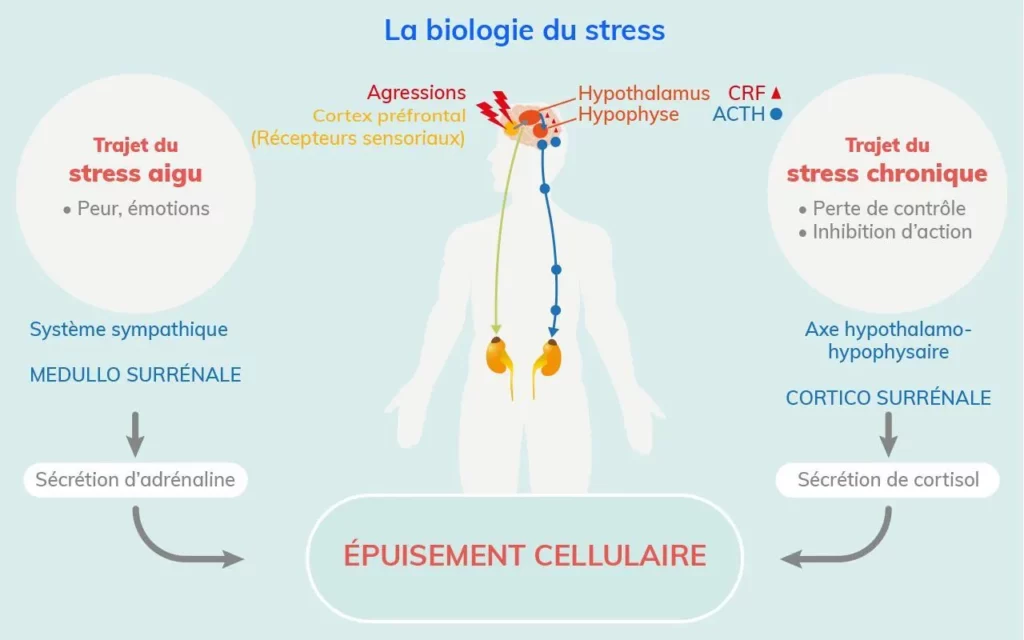Poumon stress symptômes avec labyrinthe-kinésiologie et Guy-Arnaud Pénet