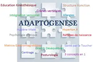 Adaptogénèse avec labyrinthe-kinésiologie et Guy-Arnaud Pénet